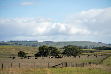 beautiful cattle in Australia  eating grass, grazing on pasture. Herd of cows free range beef being...