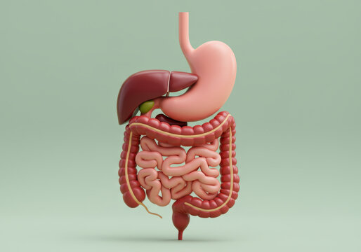 model of a human digestive system showing the stomach, liver, gallbladder, small intestine, large intestine, pancreas, and rectum