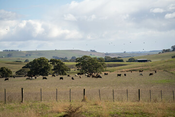 beautiful cattle in Australia  eating grass, grazing on pasture. Herd of cows free range beef being...