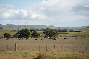 beautiful cattle in Australia  eating grass, grazing on pasture. Herd of cows free range beef being...