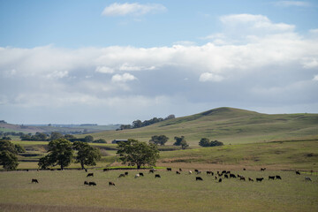 beautiful cattle in Australia  eating grass, grazing on pasture. Herd of cows free range beef being...