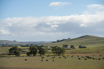 beautiful cattle in Australia  eating grass, grazing on pasture. Herd of cows free range beef being...