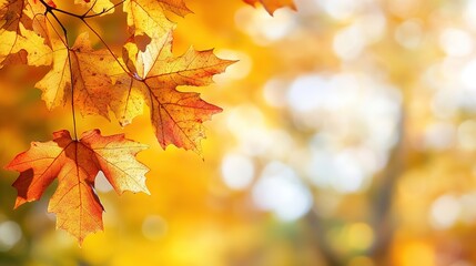 Fototapeta premium Vibrant Fall Foliage in Golden Autumn