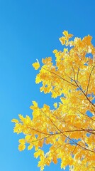 Vibrant Fall Foliage in Golden Autumn