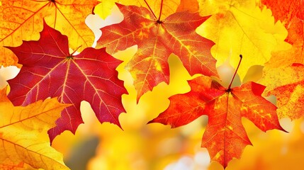 Fototapeta premium Vibrant Fall Foliage in Golden Autumn