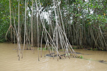 Mangroven am Kanal bei Moin bei Limón in Costa Rica