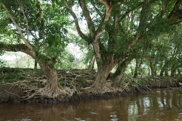 Tropische B&auml;ume am Ufer
