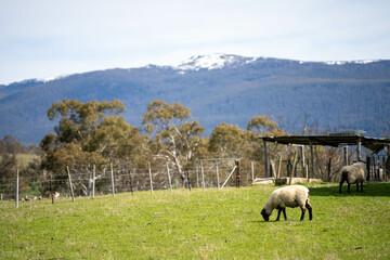 Merino sheep, grazing and eating grass in New zealand and Australia in summer