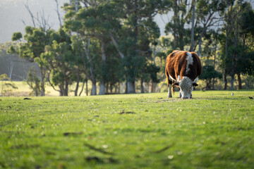 Close up of Stud Beef bulls, cows and calves grazing on grass in a field, in Australia. breeds of...