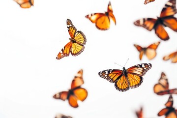 Butterflies butterfly animal insect.