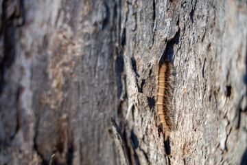 beautiful gum Trees and shrubs in the Australian bush forest. Gumtrees and native plants growing in Australia in spring i