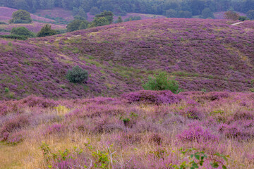 Nature landscape, The flowering Calluna vulgaris (heather, ling, or simply heather) on slope,...