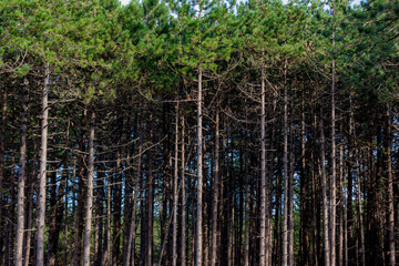 Fototapeta premium Summer landscape with pine trees trunk in the forest with green leaves, A pine is any conifer in the genus Pinus of the family Pinaceae, Pinus is the sole genus in the subfamily Pinoideae, Netherlands