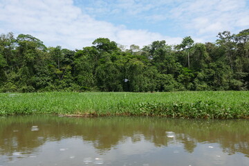 Schwimmendes Gras in Wasserlandschaft in Costa Rica