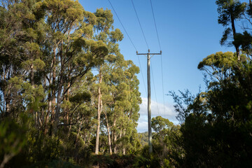 beautiful gum Trees and shrubs in the Australian bush forest. Gumtrees and native plants growing in Australia in spring i