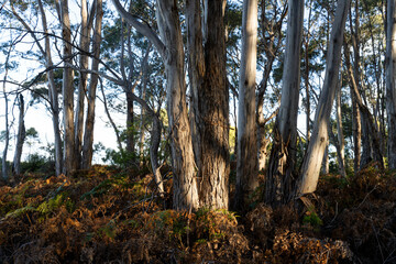 beautiful gum Trees and shrubs in the Australian bush forest. Gumtrees and native plants growing in...