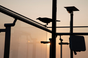 bird Silhouette