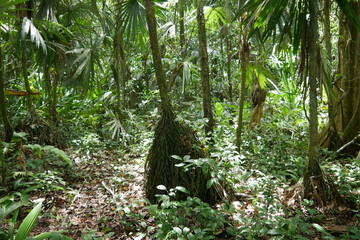Termitenbau im Urwald