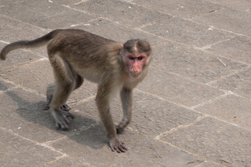 a long tailed macaque