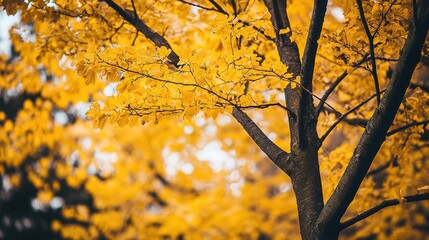 Fototapeta premium Bright yellow leaves on a tree, showcasing the beauty of autumn foliage. A vivid representation of seasonal change, nature's color palette, and the serene atmosphere of a peaceful fall day.