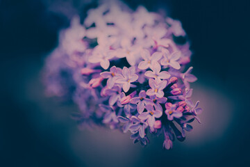 On a summer evening, beautiful purple lilac flowers bloom in the garden, creating a serene atmosphere. 