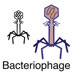 Structure of Becteriophage illustration vector.