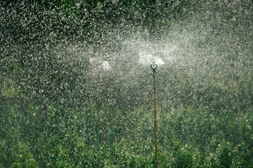 Water Sprinkler in Action Amidst Greenery