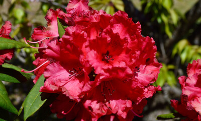 Beautiful red rhododendron blooms in the spring sunshine.
