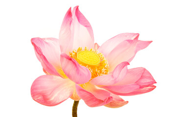 Beautiful Pink Lotus Flower in Bloom