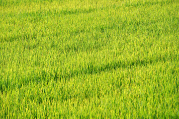 Lush Green Rice Field Under Bright Sunlight
