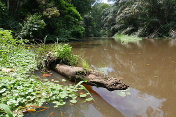 Tropische Wildnis am Fluss im Urwald von Costa Rica bei Toruguero