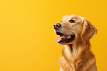 A golden retriever portrait mammal animal.
