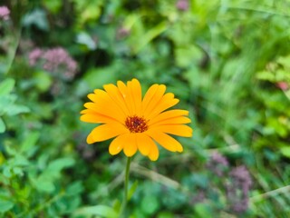 yellow flower in the garden
