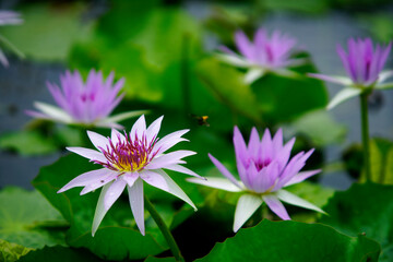 Fototapeta premium Beautiful Water Lilies on Serene Pond Surface