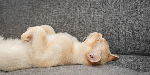 Adorable Burmese kitten on the sofa.
