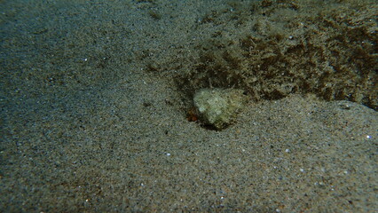 Broken seashell of common cerith or European cerith (Cerithium vulgatum) undersea, Aegean Sea, Greece, Halkidiki, Pirgos beach