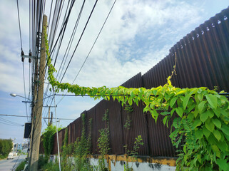 Nature's Reach. A vibrant green vine extends along power lines in a striking display of nature...