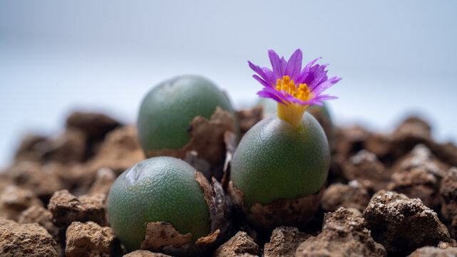 Conophytum minutum, conophytum brunneum,  with little cute pink flowers blooming