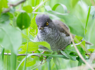 Barred warbler, Sylvia nisoria. A bird sits in a bush