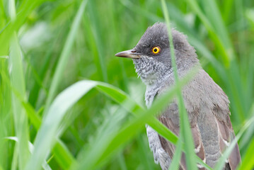 Barred warbler, Sylvia nisoria. A bird sits in the thick grass