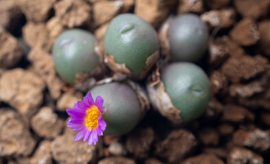 Conophytum minutum, conophytum brunneum,  with little cute pink flowers blooming