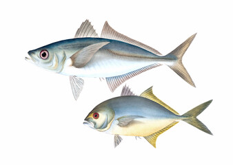 Fish illustration. A vibrant print created using digital watercolor techniques, showcasing the beauty of aquatic life.