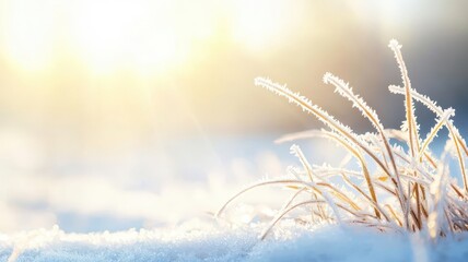 Early morning sunlight reflecting off frost covered grass, with soft fog rolling in the background, showcasing the delicate beauty of nature