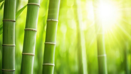 Obraz premium Warm sunlight filtering through a dense bamboo forest, with soft shadows and beams of light creating a peaceful, exotic nature scene
