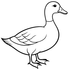 duck isolated on white vector illustration