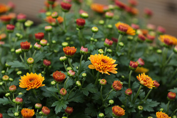 Blooming chrysanthemums in autumn in a garden
