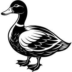 duck isolated on white background vector illustration