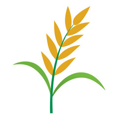 Rice ears isolated on white