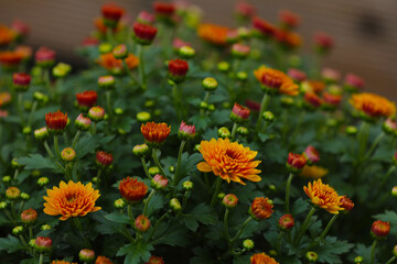 Blooming chrysanthemums in autumn in a garden