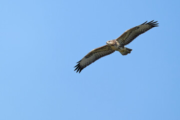 Mäusebussard am Himmel